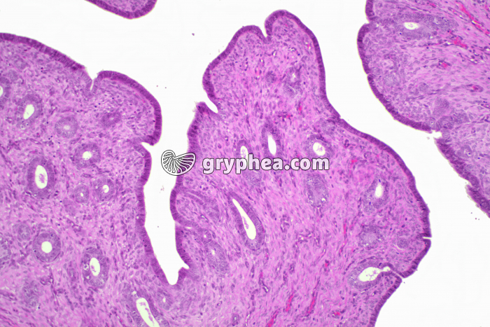 Utérus Lapine x40 - gryphea.com